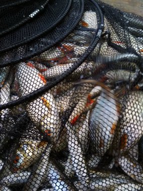 Ahşap arka planda bir kafeste balık yakaladım.