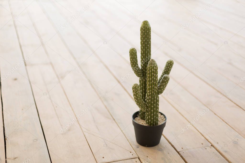 Background texture, cactus in a pot on the floor with boards