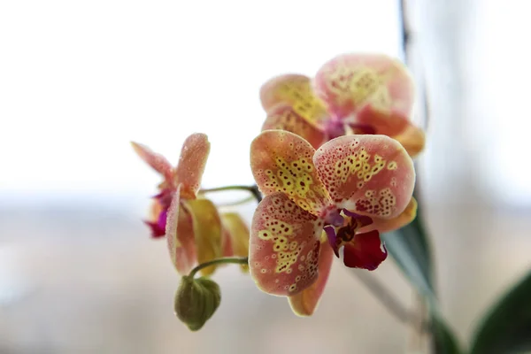 Concetto floreale. Piante domestiche più comunemente coltivate. Le orchidee sbocciano da vicino. Fioritura rosa e gialla del fiore del Orchid . — Foto Stock