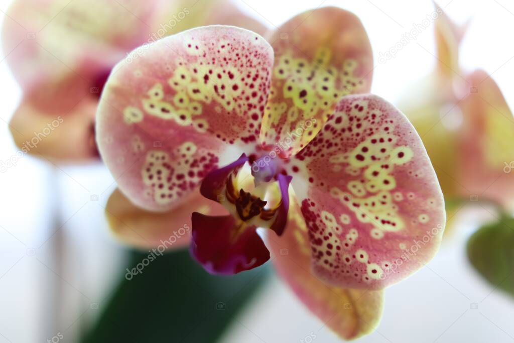 Floral concept. Most commonly grown house plants. Orchids blossom close up. Orchid flower pink and yellow bloom.