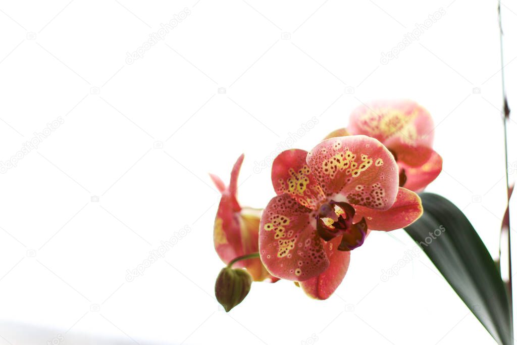 Floral concept. Most commonly grown house plants. Orchids blossom close up. Orchid flower pink and yellow bloom.