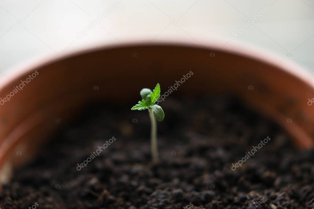 A small cannabis plant under cultivation in a pot
