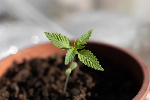Pequeño Brote Cannabis Plantado Una Maceta Absorbe Los Rayos Del — Foto de Stock