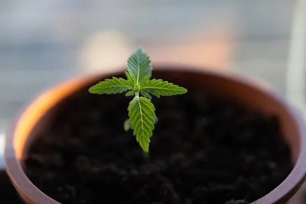 Een Kleine Scheut Cannabis Geplant Een Pot Absorbeert Zonnestralen — Stockfoto