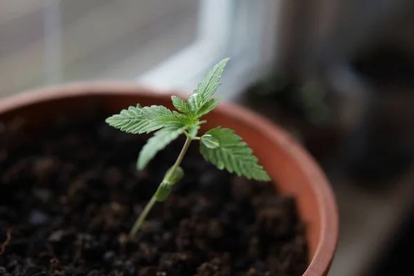 Una Gota Agua Marihuana Fotografía Macro Una Planta Cannabinoide Rocía — Foto de Stock