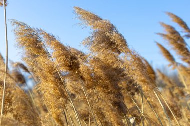 Mavi gökyüzüne karşı kuru sazlıklar. Baharda güneşte altın kamış otu. Soyut doğal arkaplan. Tarafsız renklerle güzel bir desen. Seçici odak