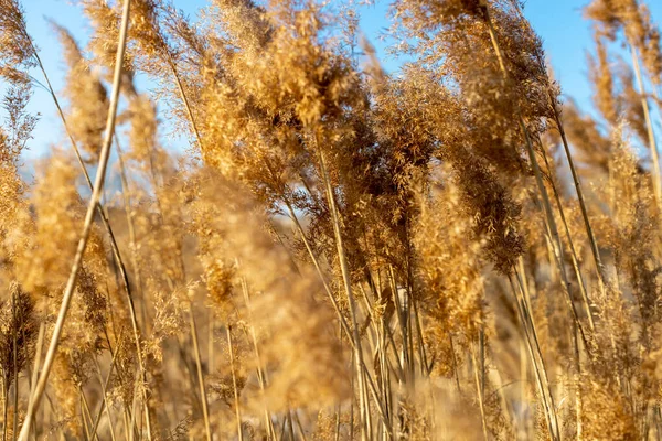 Dry Reeds Blue Sky Golden Reed Grass Spring Sun Abstract — Stock Photo, Image