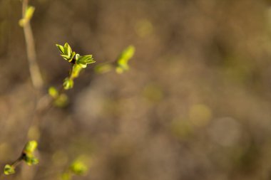 Baharda dallarda yeşil tomurcuklar. Doğa ilkbaharda çiçek açar. Bokeh ışık arkaplanı. Yumuşak odak