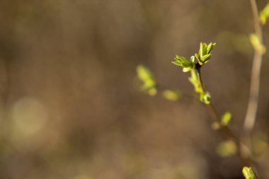 Baharda dallarda yeşil tomurcuklar. Doğa ilkbaharda çiçek açar. Bokeh ışık arkaplanı. Yumuşak odak