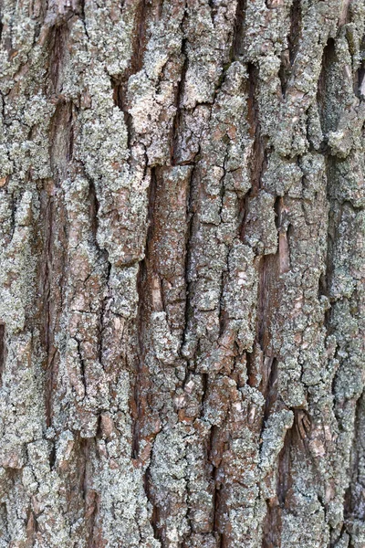 Relief Texture Old Tree Bark Backgrounds Textures — Stock Photo, Image