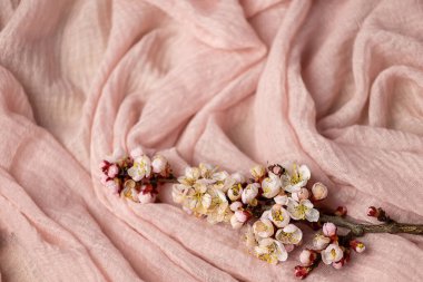 Pembe kumaştan bir arka planda çiçek açan bir kayısı dalı.