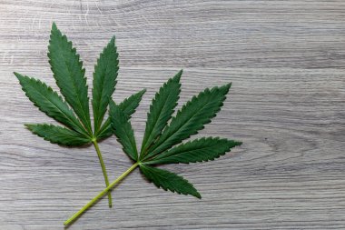 Ahşap arka planda iki yaprak kenevir var, üst manzara. Arkaplan ve dokular.