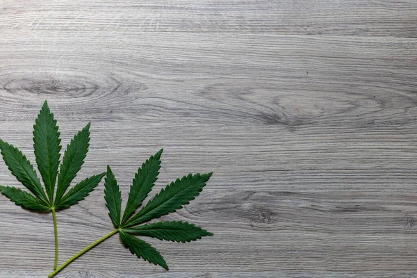 Dos hojas de cáñamo se encuentran sobre un fondo de madera, vista superior. Fondos y texturas . — Foto de Stock