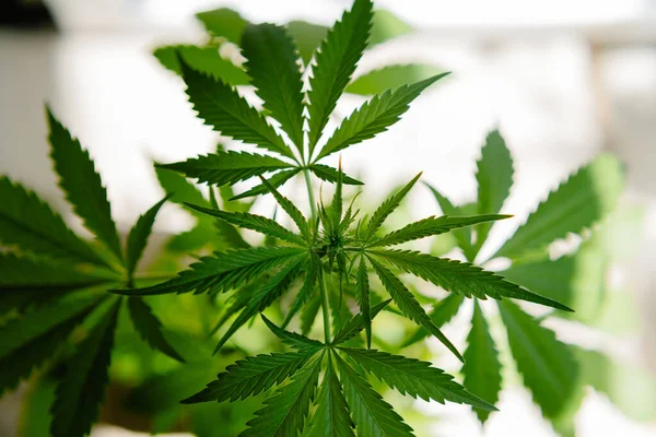 Konzept einer Marihuana-Plantage. Isolieren Sie das Cannabis auf weißem Hintergrund. Ein junger Cannabis-Bush wächst in einem Topf. Indoor-Anbau von Cannabis. — Stockfoto