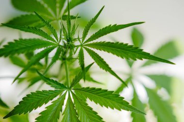 Marihuana çiftliği kavramı. Keneviri beyaz arkaplandan ayır. Genç bir kenevir çalısı saksıda yetişir. Kapalı alanda esrar yetiştirir..