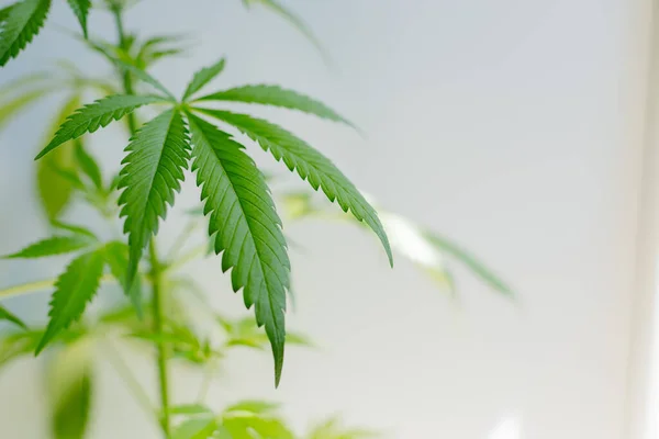 Hoja de cannabis en los arbustos a la luz del sol, fondo blanco . — Foto de Stock