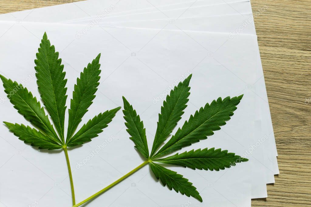Two sheets of cannabis on a sheet of white paper. Top view, wooden background.