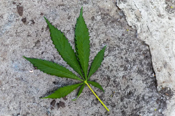 Bladhennep op een betonnen achtergrond. Groene hennepblad. Verse medicinale kruid. Een gescheurd hennepblad. Hennepolie. — Stockfoto