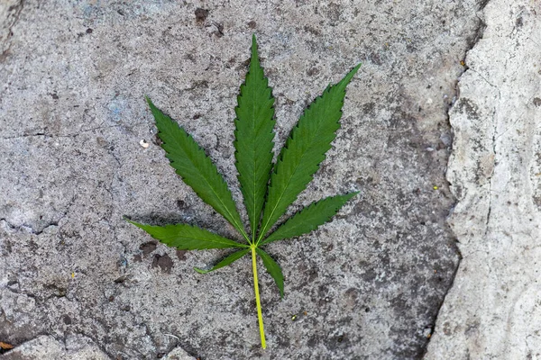 Leaf hemp on a concrete background. Green hemp leaf. Fresh medicinal herb. A torn hemp leaf. Hemp oil.
