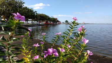 Pembe çiçekler ve parkta göl