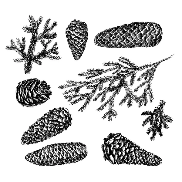 Collection of drawn fir cones — Stock Vector