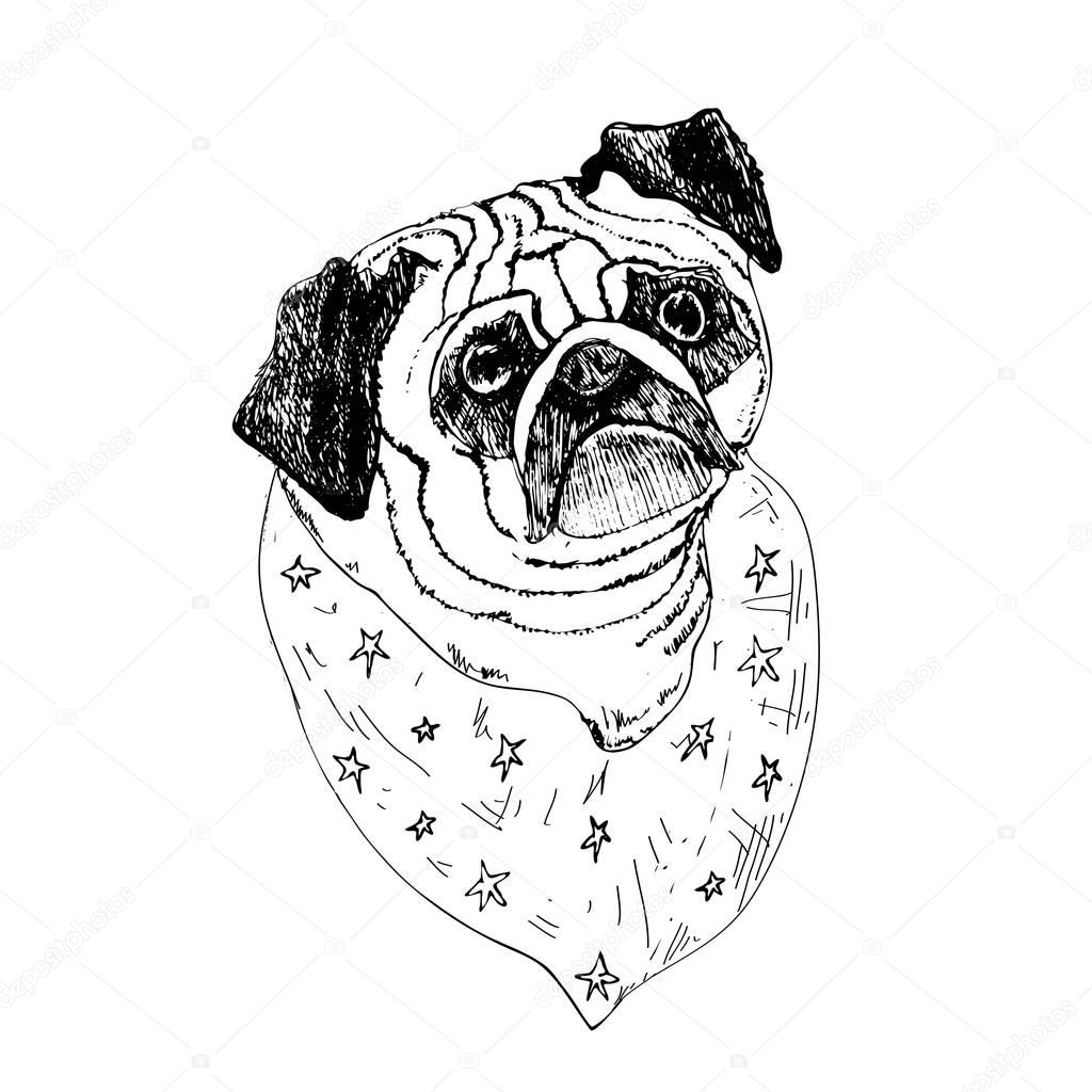 Hand drawn pugdog face on white background.