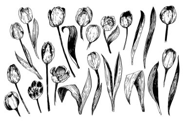 Bahar çiçeklerinin lale dalları. Çizimlerin mürekkep çizim koleksiyonu