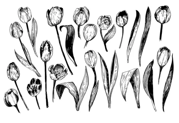 Набор весенних цветов ветви тюльпанов. Сборник чернильных эскизов — стоковый вектор