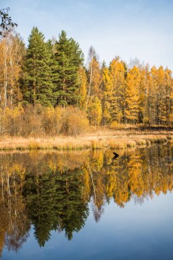 Sonbahar ormanındaki ayna gölü
