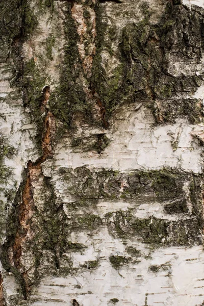 자작나무 껍질의 — 스톡 사진