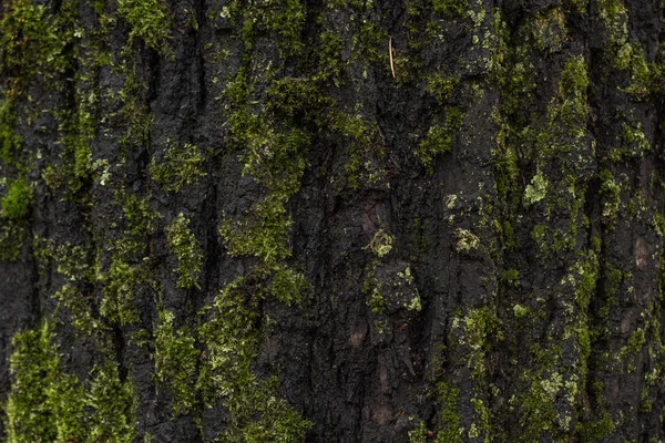 Textura Casca Árvore Para Papel Parede — Fotografia de Stock