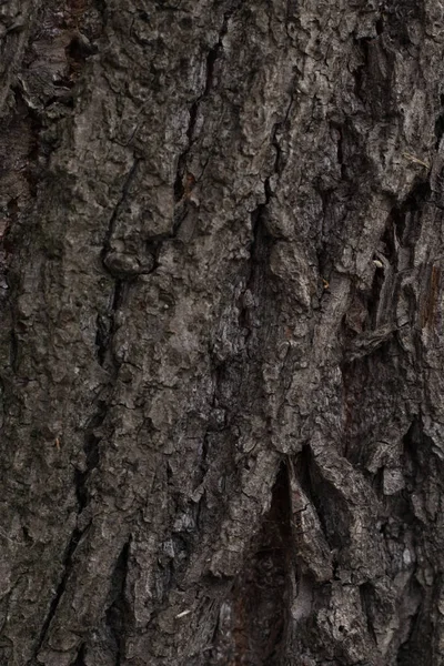 벽지를 나무껍질 — 스톡 사진