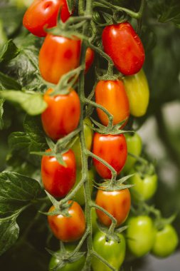 Endüstriyel domates ekimi.