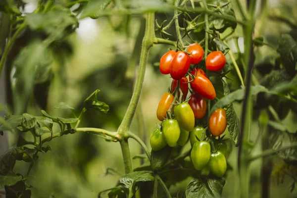 Plantación industrial de tomate . — Foto de Stock