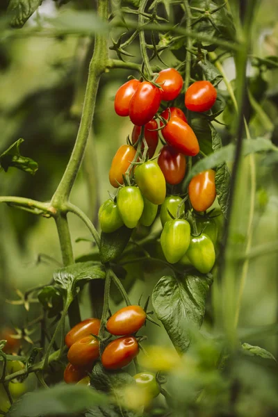 Plantación industrial de tomate . — Foto de Stock