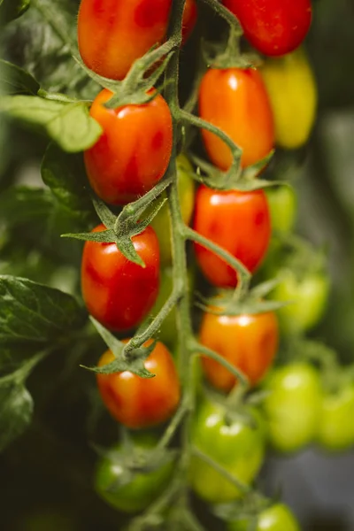 Plantación industrial de tomate . — Foto de Stock