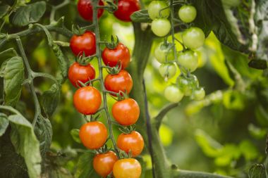 Endüstriyel domates ekimi.