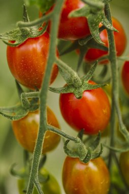 Endüstriyel domates ekimi.