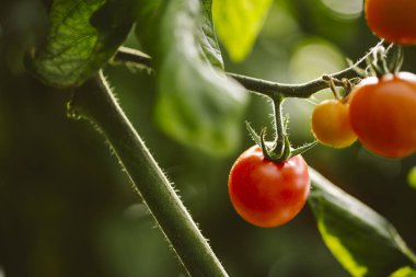 Endüstriyel domates ekimi.