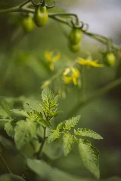 Leaf of tomato plant. — Stock Photo, Image