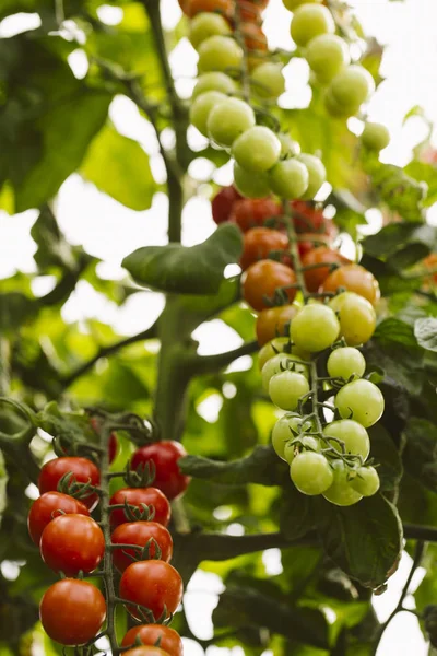 Plantación industrial de tomate . — Foto de Stock