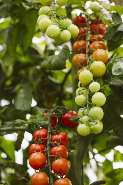 Plantación industrial de tomate . — Foto de Stock