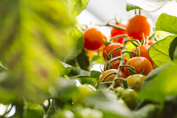 Plantación industrial de tomate . — Foto de Stock