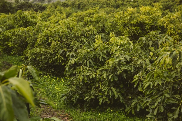 Plantación de árboles de aguacate . Fotos de stock libres de derechos