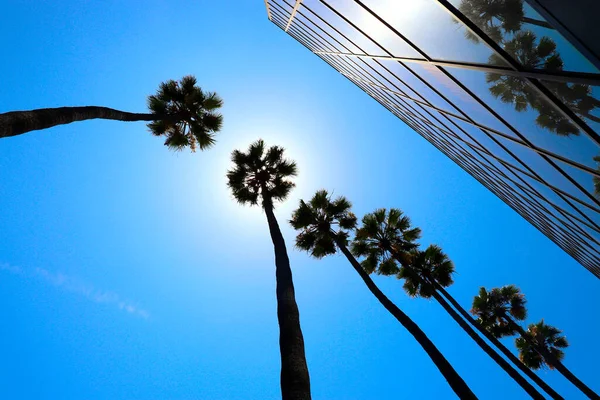 Los Angeles şehir merkezinde, güneşin, mavi gökyüzünün ve gökdelenlerin önündeki palmiye ağaçları. — Stok fotoğraf