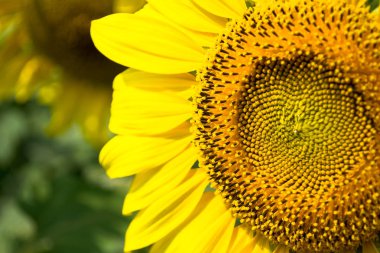 Çiçekler, ayçiçekleri güneşe doğru dönüm