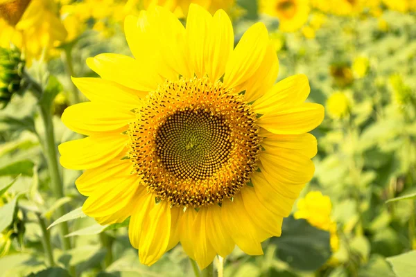 Flowers, sunflowers turning toward the sun