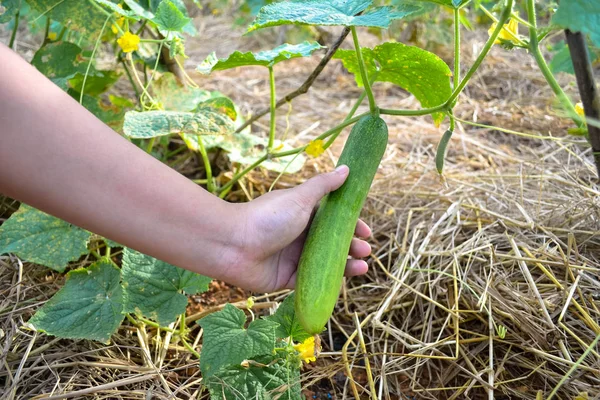 Zielony ogórek organiczny na winorośli w ogrodzie — Zdjęcie stockowe