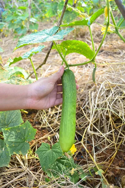 Concombre bio vert sur une vigne dans un jardin — Photo