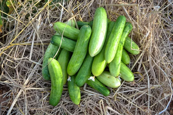 Green organic cucumber on a vine in a garden — Stock Photo, Image